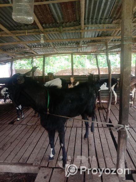 একটি বড়জাতের ছাগল বিক্রি।