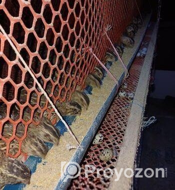 কোয়েল পাখি রানিং ডিম পারা