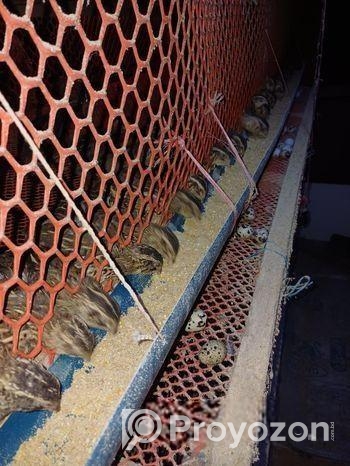 কোয়েল পাখি রানিং ডিম পারা