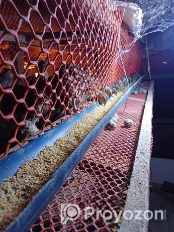 কোয়েল পাখি রানিং ডিম পারা