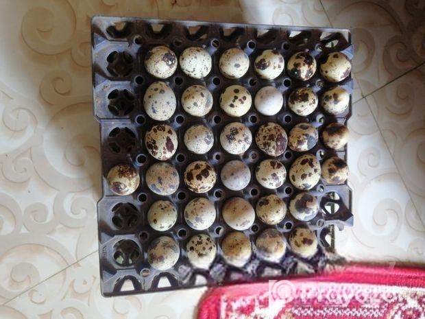 কোয়েল পাখির ডিম