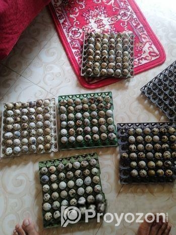 কোয়েল পাখির ডিম