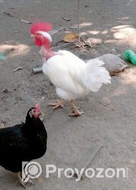 দেশি মোরগ/মুরগি