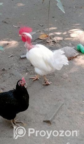 দেশি মোরগ/মুরগি