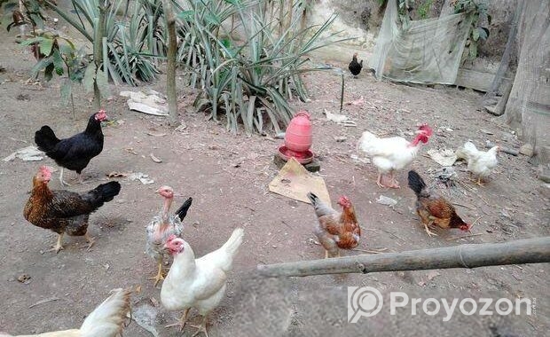 দেশি মোরগ/মুরগি