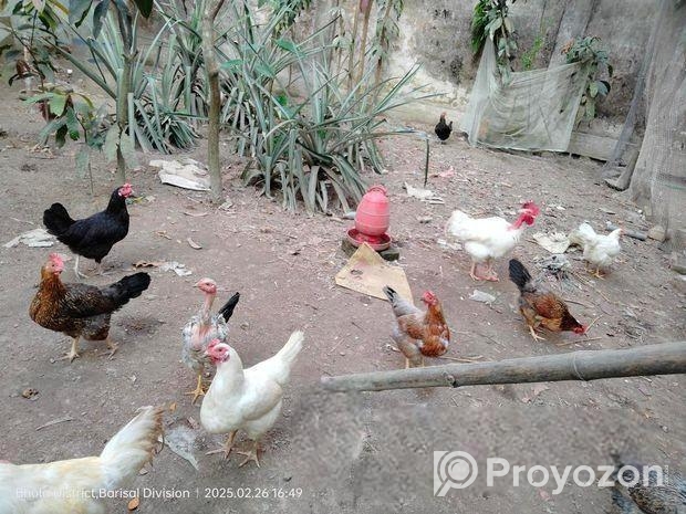 দেশি মোরগ/মুরগি