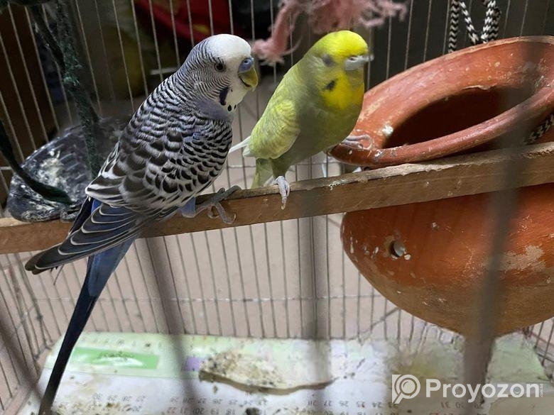 বাজিগর পাখি বিক্রি