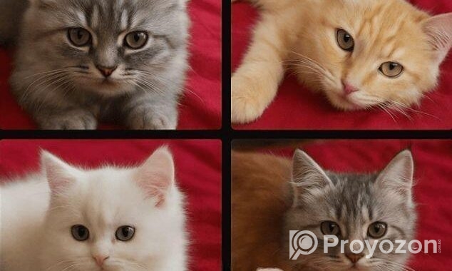 Persian Cats পার্সিয়ান বিড়ালে