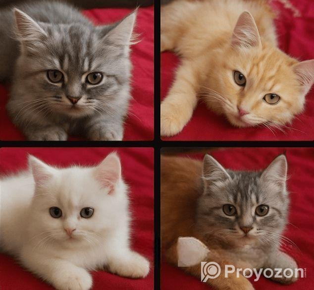 Persian Cats পার্সিয়ান বিড়ালে