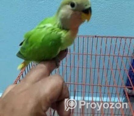 লাভ বার্ড বেবি টেইম সাইজ