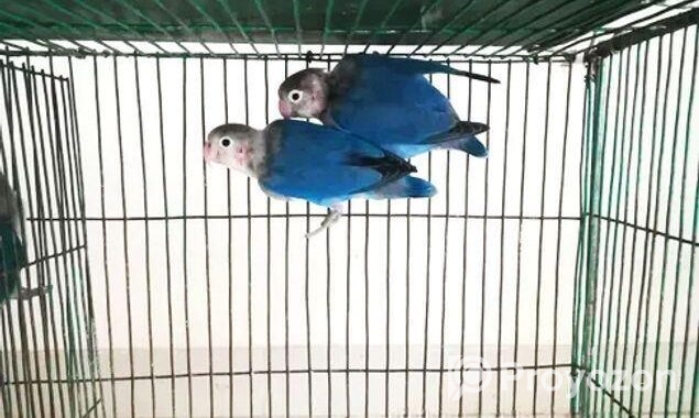 Breeding pair Lovebird and cockatiel bird