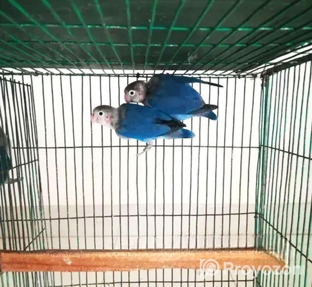 Breeding pair Lovebird and cockatiel bird