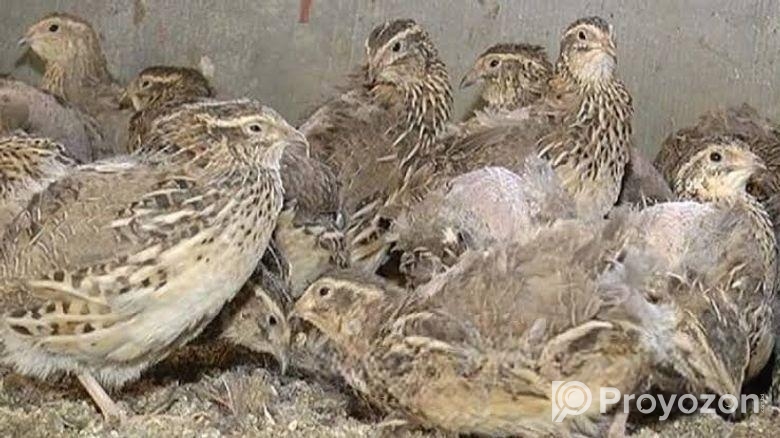 অরজিনাল জাপানি কয়েল পাখি ৪০ দিনের