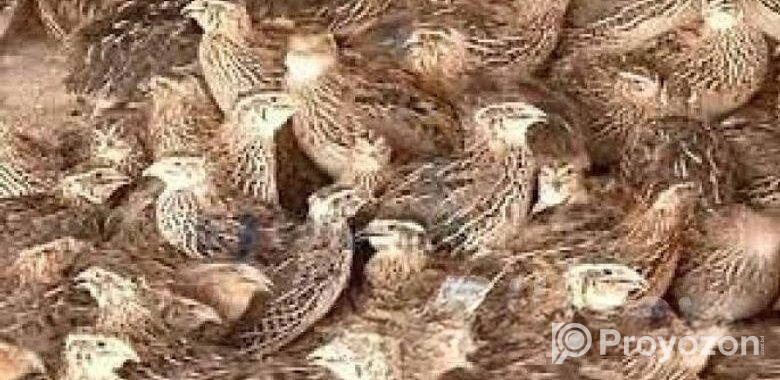 অরজিনাল জাপানি কয়েল পাখি ৪০ দিনের