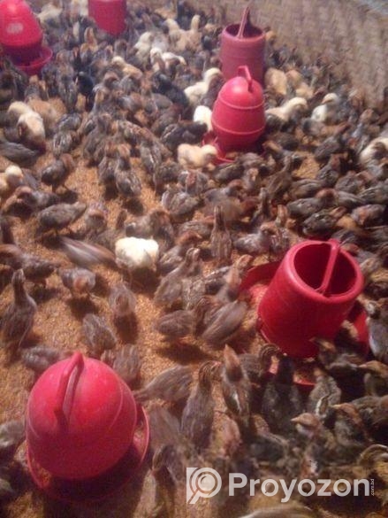 ফাওমি টাইগার চিনা মুরগি