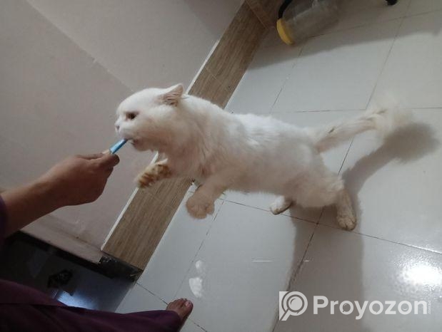 পারশিয়ান বিড়াল