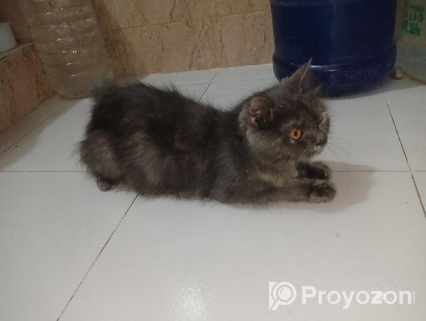 পারশিয়ান বিড়াল