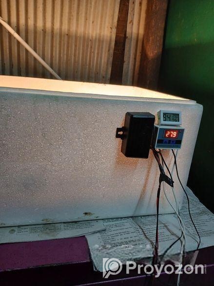 ইনকিউবেটর