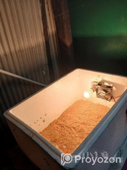 ইনকিউবেটর