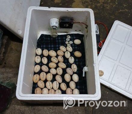 ইনকিউবেটর