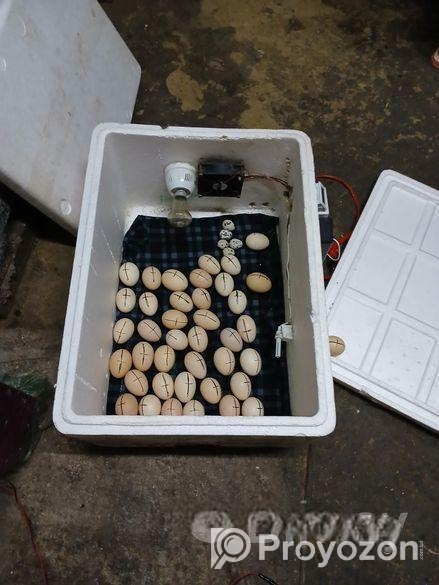 ইনকিউবেটর