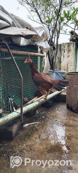 ফাইটার আসিল মুরগি, ইন্ডিয়ান ব্লাড লাইন