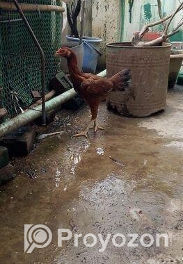 ফাইটার আসিল মুরগি, ইন্ডিয়ান ব্লাড লাইন