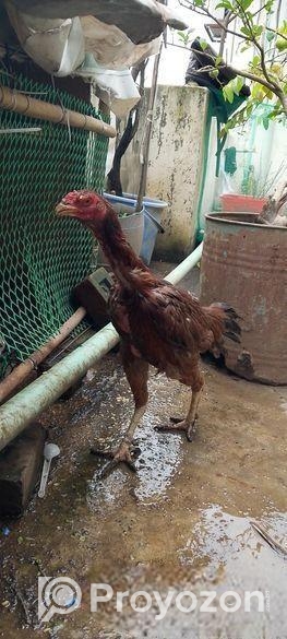 ফাইটার আসিল মুরগি, ইন্ডিয়ান ব্লাড লাইন