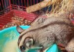 Sugar Glider 13 Month Full Adult Male