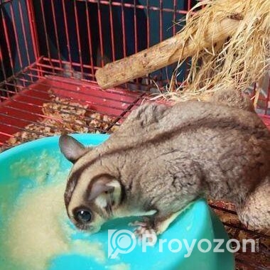 Sugar Glider 13 Month Full Adult Male