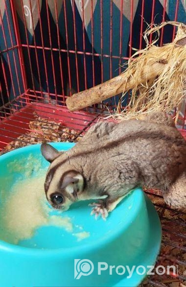 Sugar Glider 13 Month Full Adult Male