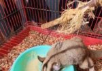 Sugar Glider 13 Month Full Adult Male