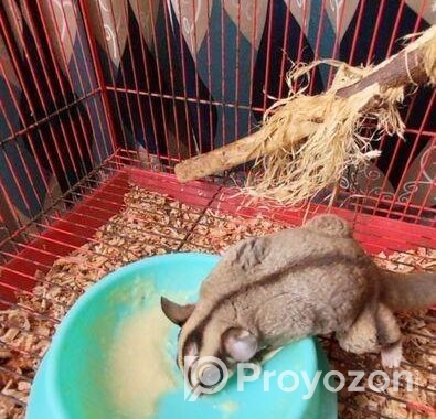 Sugar Glider 13 Month Full Adult Male