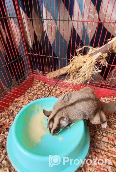Sugar Glider 13 Month Full Adult Male