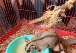 Sugar Glider 13 Month Full Adult Male