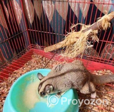 Sugar Glider 13 Month Full Adult Male