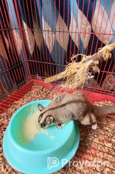 Sugar Glider 13 Month Full Adult Male