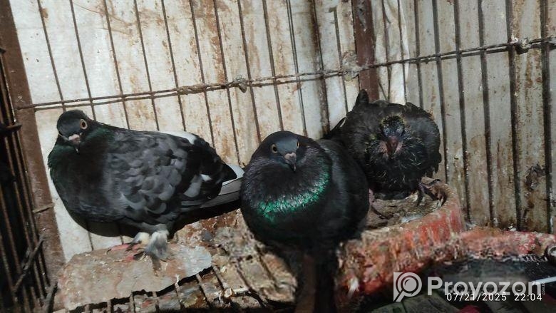 বাচ্চাসহ দেশি কবুতর