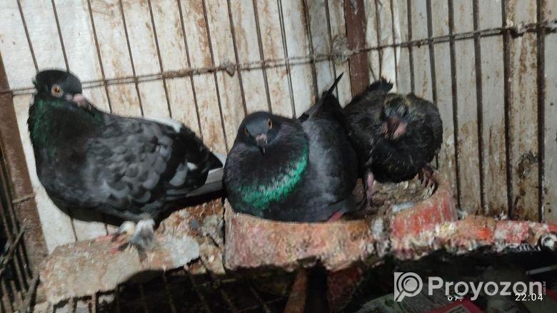 বাচ্চাসহ দেশি কবুতর