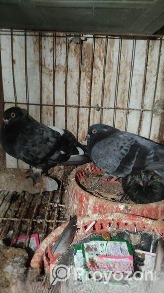 বাচ্চাসহ দেশি কবুতর