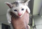 Two Cute Kittens adoption