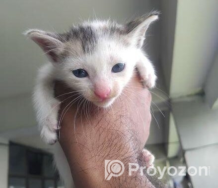 Two Cute Kittens adoption