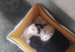Two Cute Kittens adoption