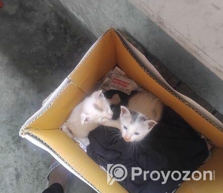 Two Cute Kittens adoption