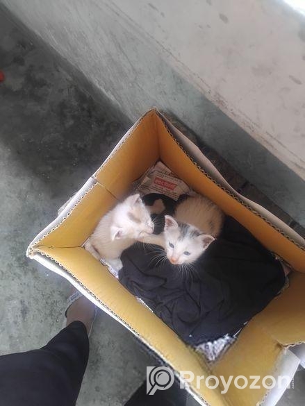 Two Cute Kittens adoption