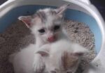 Two Cute Kittens adoption