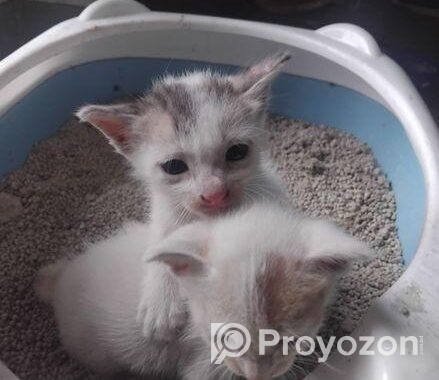 Two Cute Kittens adoption