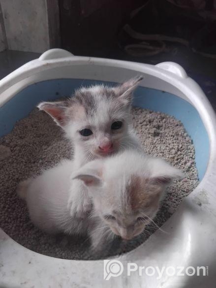 Two Cute Kittens adoption