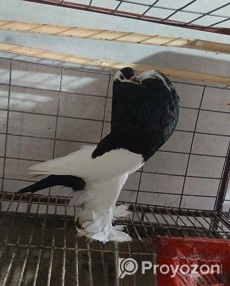 রানিং নর মেড বাই পোটার