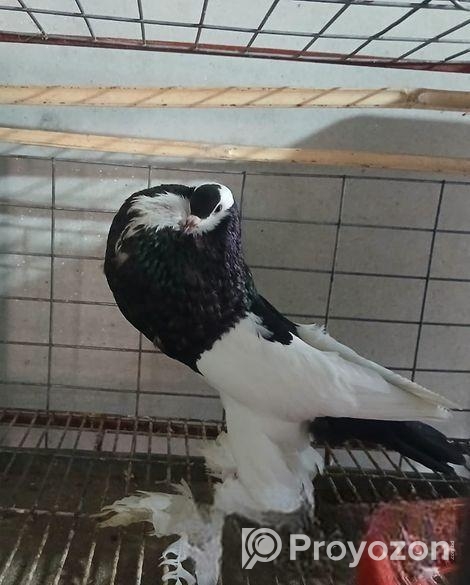 রানিং নর মেড বাই পোটার